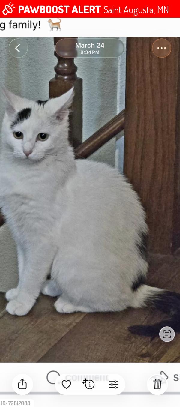 Lost Female Cat last seen Hidden Lakes Park , Saint Augusta, MN 56301