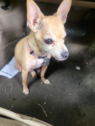 Found/Stray Female Dog last seen 99th ave and lower buckeye rd, Maricopa County, AZ 85043