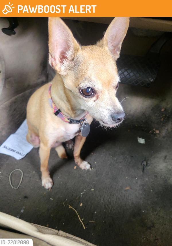 Found/Stray Female Dog last seen 99th ave and lower buckeye rd, Maricopa County, AZ 85043
