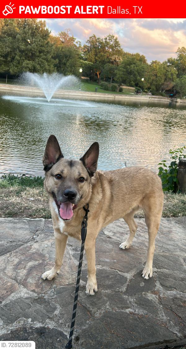 Lost Male Dog last seen Tyler & Polk Roundabout - Oak Cliff, Dallas, TX 75208