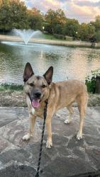 Lost Male Dog last seen Tyler & Polk Roundabout - Oak Cliff, Dallas, TX 75208
