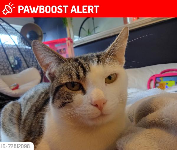 Lost Male Cat last seen Tesco, Greater London, England SE6 4SA