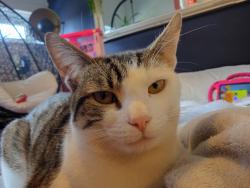Lost Male Cat last seen Tesco , Greater London, England SE6 4SA