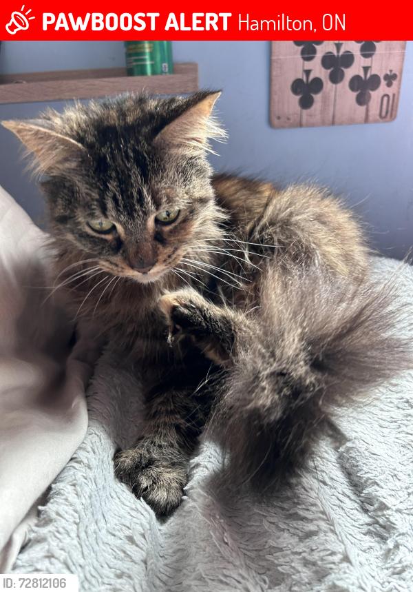 Lost Female Cat last seen Last seen in my backyard , Hamilton, ON 