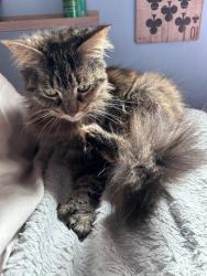 Lost Female Cat last seen Last seen in my backyard , Hamilton, ON 