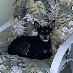 Lost Female Dog last seen In the canyon by Golden Hills Nature Park, Tehachapi, CA 93561