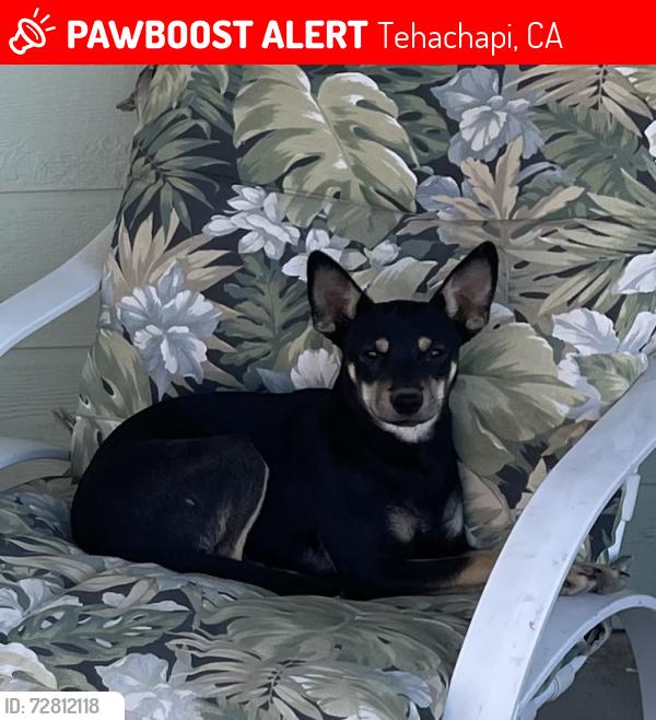 Lost Female Dog last seen In the canyon by Golden Hills Nature Park, Tehachapi, CA 93561