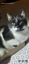 Lost Male Cat last seen Claymoore Court Chesterfield MO, Chesterfield, MO 63017