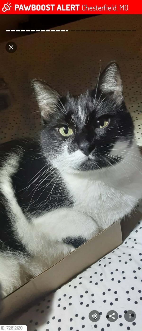 Lost Male Cat last seen Claymoore Court Chesterfield MO, Chesterfield, MO 63017