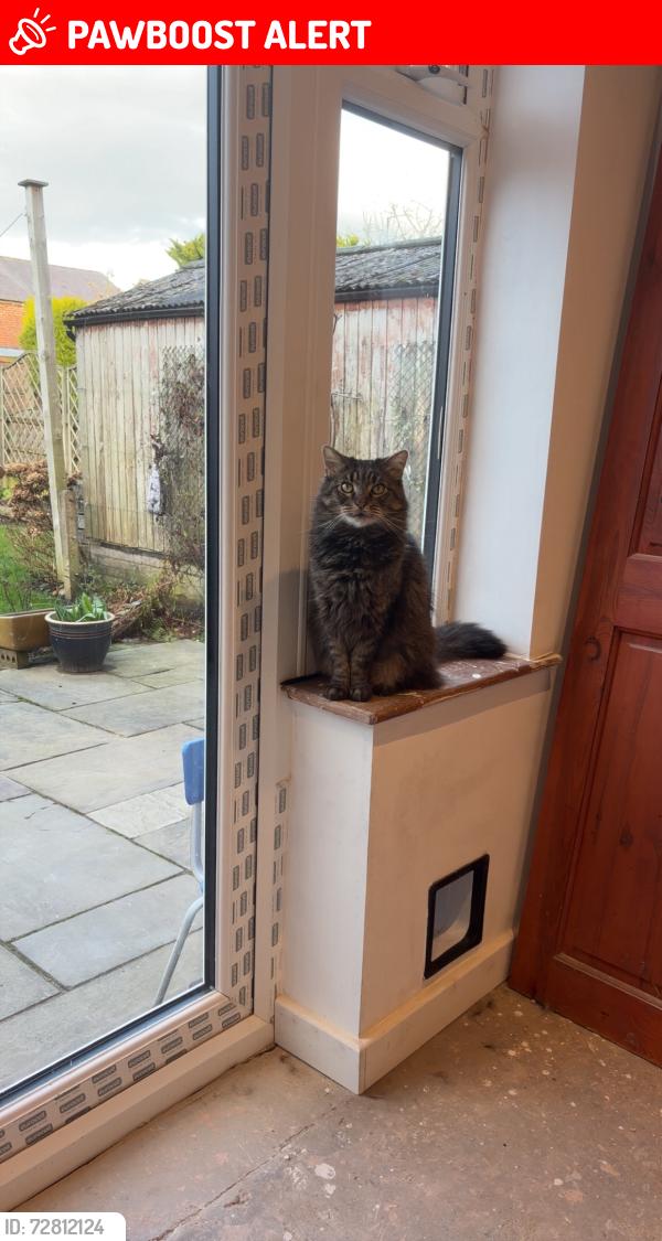 Lost Male Cat last seen Latham Avenue, Taylor Avenue , Lancashire, England L39 2EU