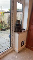 Lost Male Cat last seen Latham Avenue, Taylor Avenue , Lancashire, England L39 2EU