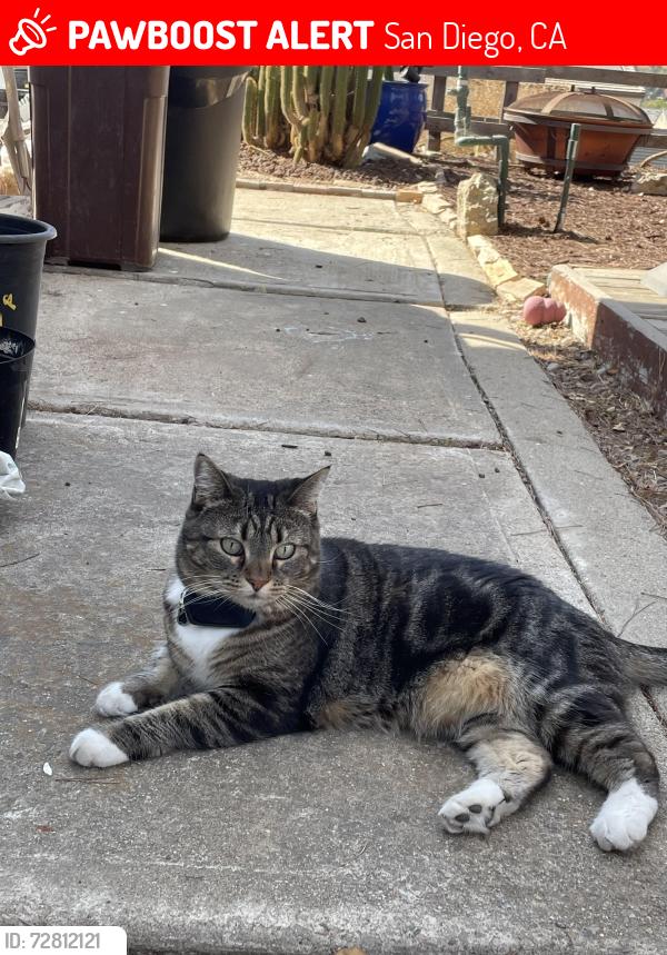 Lost Female Cat last seen Penasquitos Dr and Del Diablo Str, San Diego, CA 92129
