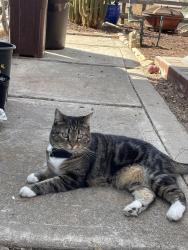 Lost Female Cat last seen Penasquitos Dr and Del Diablo Str, San Diego, CA 92129