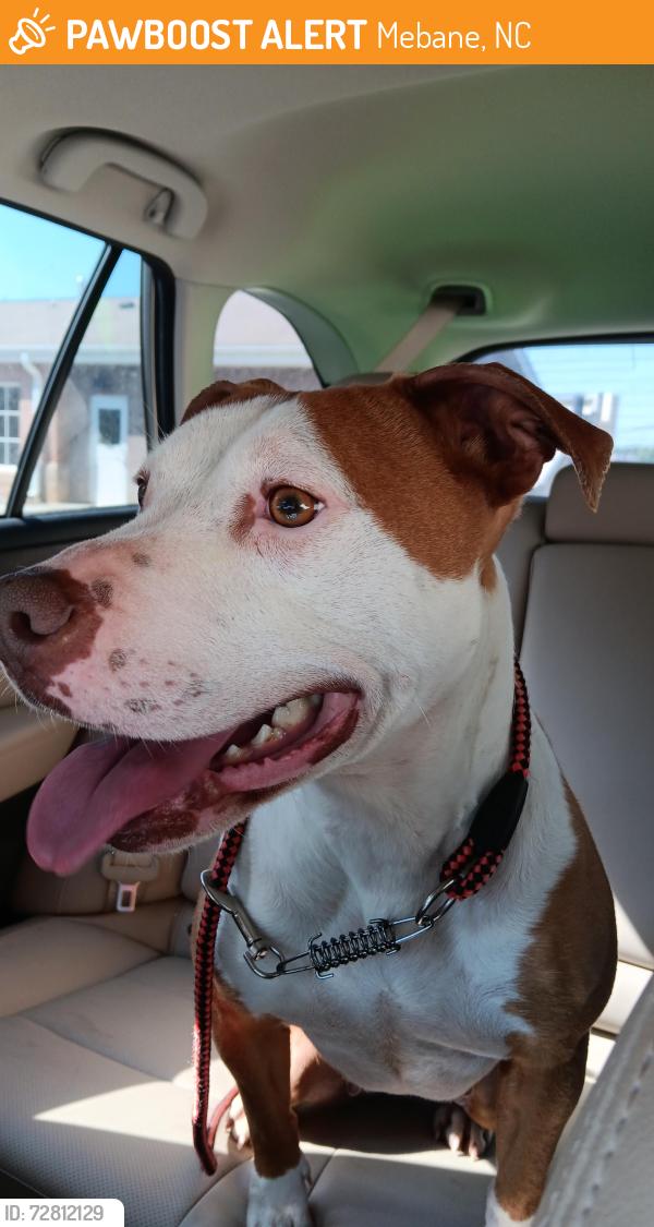 Found/Stray Female Dog last seen 1st and Holt St, Mebane, NC 27302