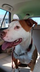 Found/Stray Female Dog last seen 1st and Holt St, Mebane, NC 27302