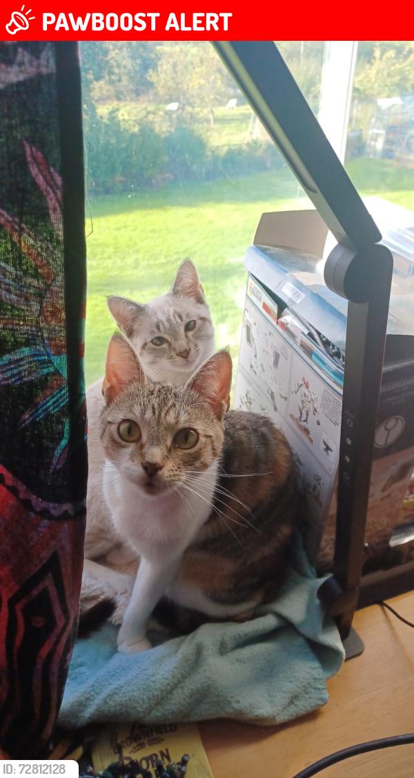 Lost Female Cat last seen Werrington road, Stoke-on-Trent, England 