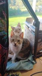 Lost Female Cat last seen Werrington road, Stoke-on-Trent, England 