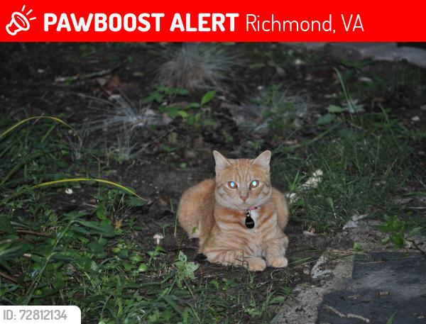 Lost Female Cat last seen Arklow or hickory, Richmond, VA 23235