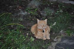 Lost Female Cat last seen Arklow or hickory, Richmond, VA 23235