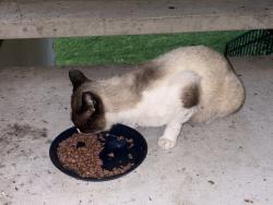 Lost Male Cat last seen I am afraid that Lakeshore Villa ed all strays. , Humble, TX 77346