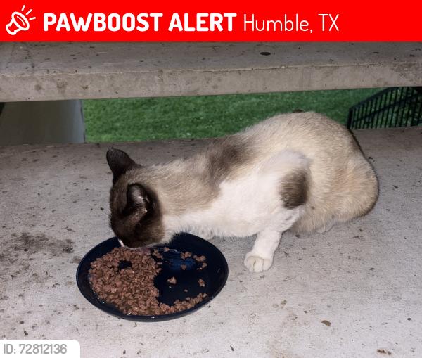 Lost Male Cat last seen I am afraid that Lakeshore Villa ed all strays. , Humble, TX 77346