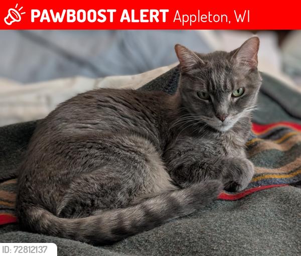 Lost Male Cat last seen West of St. Es. , Appleton, WI 54915