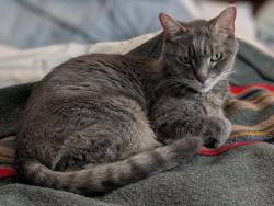 Lost Male Cat last seen West of St. Es. , Appleton, WI 54915