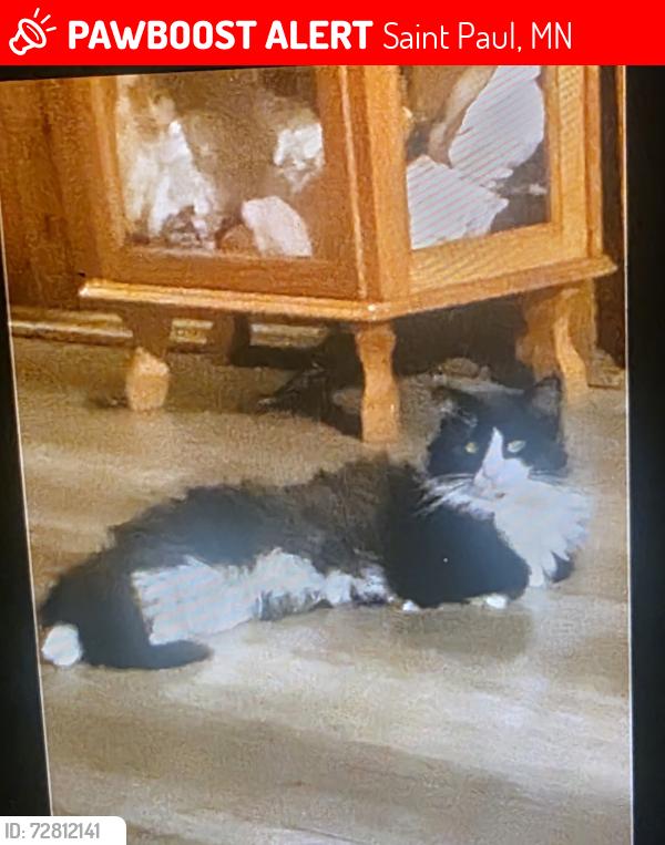 Lost Male Cat last seen Mounds park , Saint Paul, MN 55106
