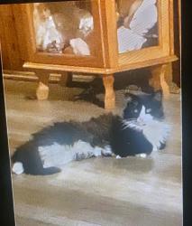 Lost Male Cat last seen Mounds park , Saint Paul, MN 55106