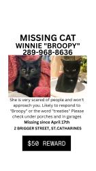 Lost Female Cat last seen Russel ave, geneva, lake street, St. Catharines, ON L2R 1V9