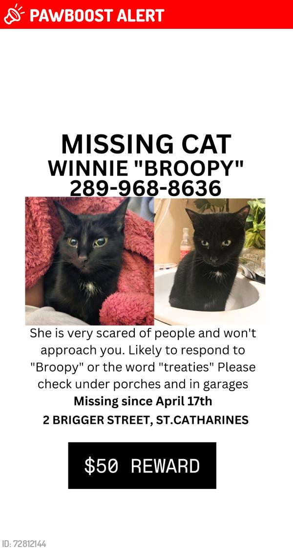 Lost Female Cat last seen Russel ave, geneva, lake street, St. Catharines, ON L2R 1V9