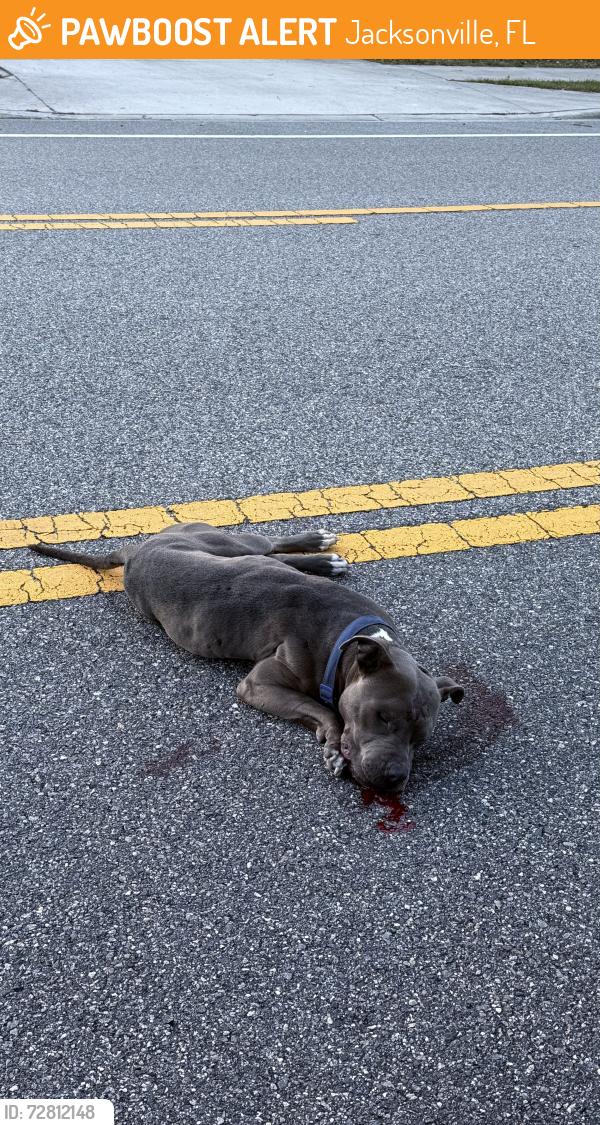 Found/Stray Male Dog last seen Near Girvin Rd, near the cemetey, Jacksonville, FL 32225