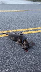 Found/Stray Male Dog last seen Near Girvin Rd, near the cemetey, Jacksonville, FL 32225
