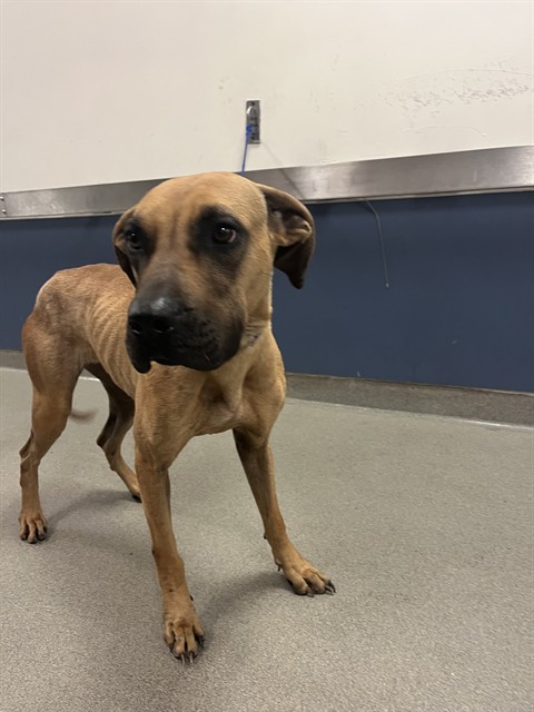 Shelter Stray Female Dog last seen Near BLOCK SW 272ND ST, Doral, FL 33122