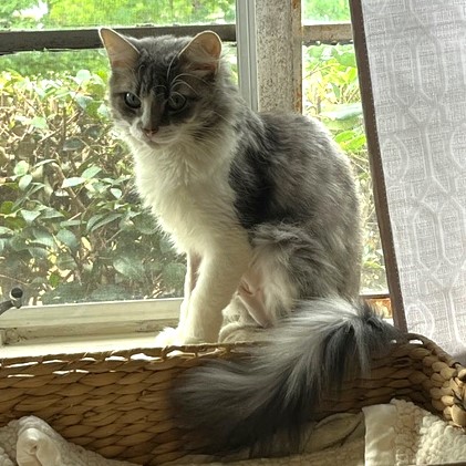Shelter Stray Female Cat last seen CHARLOTTE, Charlotte, NC 28217