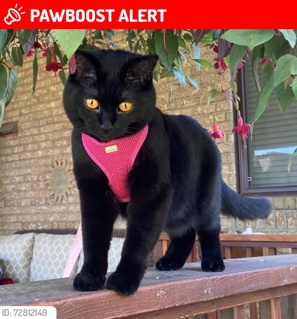 Lost Female Cat last seen Montrose Park, Beaconsfield, QC H9W 6G2