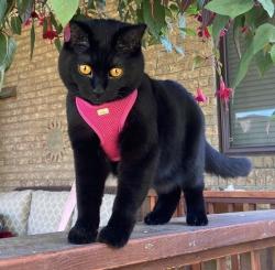 Lost Female Cat last seen Montrose Park, Beaconsfield, QC H9W 6G2