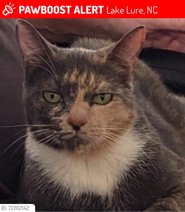Lost Female Cat last seen Near Luther Burbank Drive. , Lake Lure, NC 28746