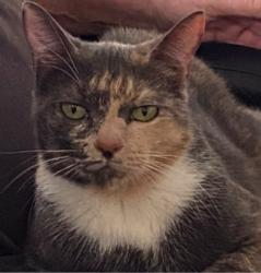 Lost Female Cat last seen Near Luther Burbank Drive. , Lake Lure, NC 28746