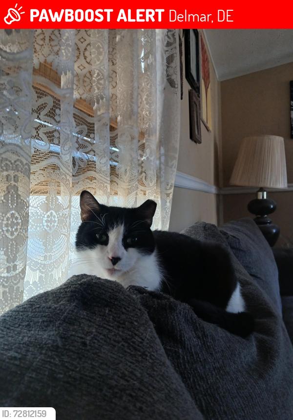 Lost Male Cat last seen Shannon street , Delmar, DE 19940