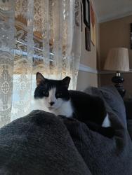 Lost Male Cat last seen Shannon street , Delmar, DE 19940