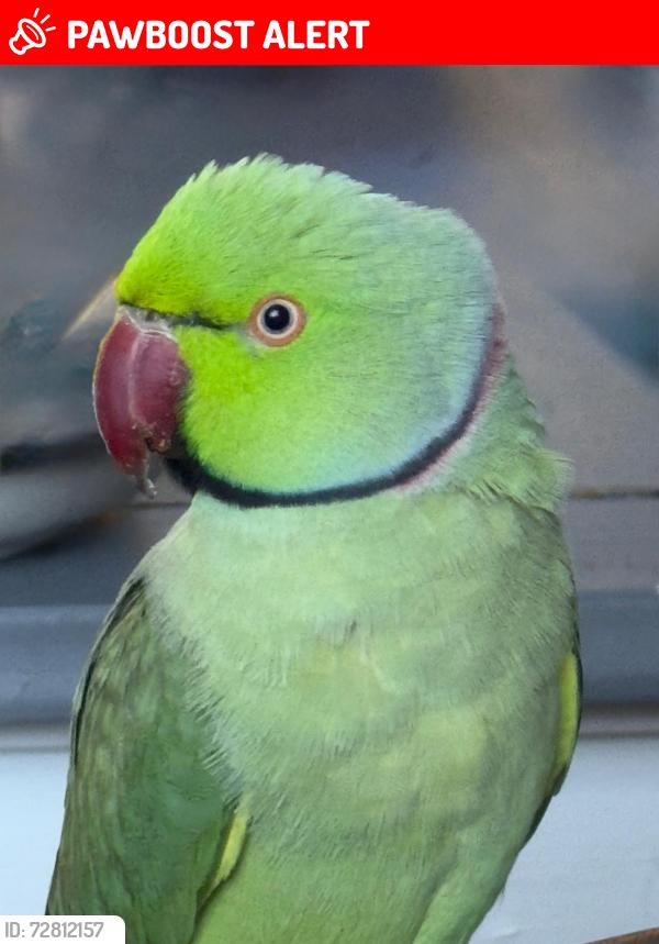 Lost Male Bird last seen Belgrave, Leicester, England LE4 6FU