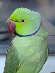 Lost Male Bird last seen Belgrave, Leicester, England LE4 6FU