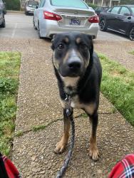 Found/Stray Male Dog last seen Near Anderson Rd apt 69, Nashville, TN 37217