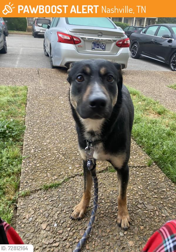 Found/Stray Male Dog last seen Near Anderson Rd apt 69, Nashville, TN 37217