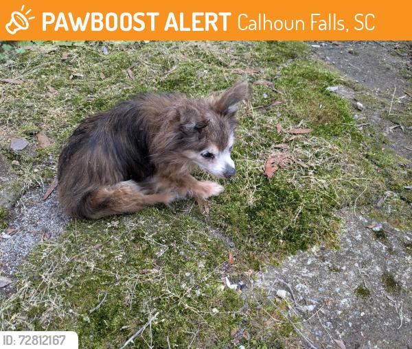 Found/Stray Female Dog last seen Calhoun Falls SC Fire Department , Calhoun Falls, SC 29628
