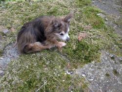 Found/Stray Female Dog last seen Calhoun Falls SC Fire Department , Calhoun Falls, SC 29628