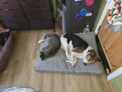Lost Male Cat last seen Greenleaf and woodville, Tallahassee, FL 32305