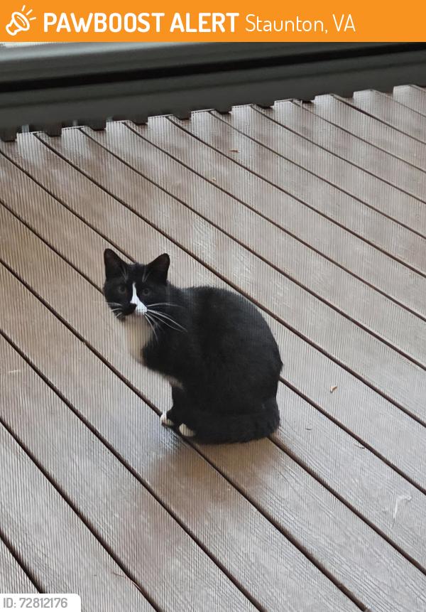 Found/Stray Unknown Cat last seen Shannon Hill s. College Circle area. Staunton Va, Staunton, VA 24401