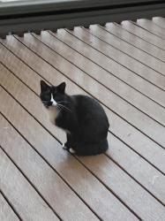 Found/Stray Unknown Cat last seen Shannon Hill s. College Circle area. Staunton Va, Staunton, VA 24401